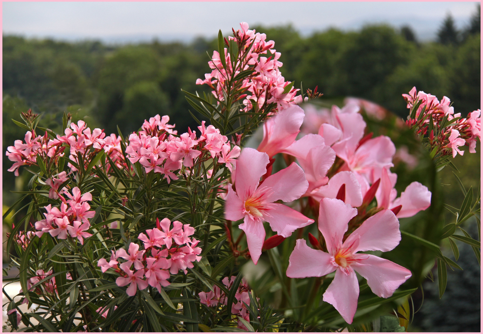 Oleander