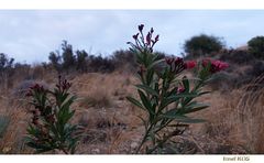 *Oleander*