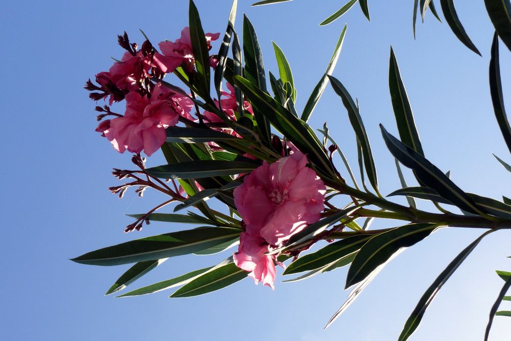 Oleander Foto &amp; Bild pflanzen, pilze &amp; flechten, blüten