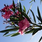 Oleander