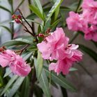 Oleander