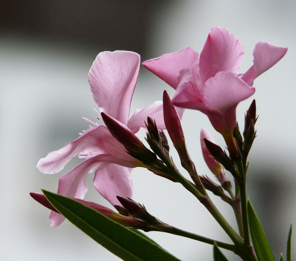 Oleander