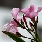 Oleander