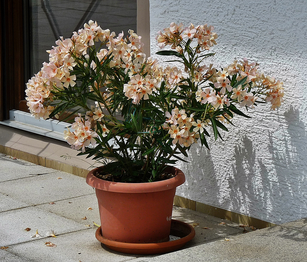 Oleander