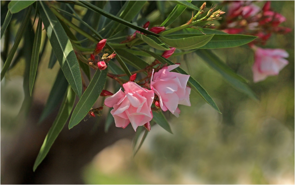 Oleander