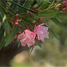 Oleander