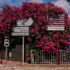 Oleander gibt's an jeder Ecke