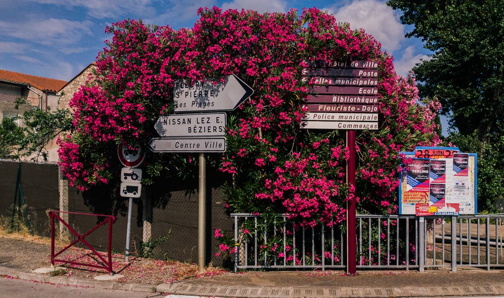 Oleander gibt's an jeder Ecke