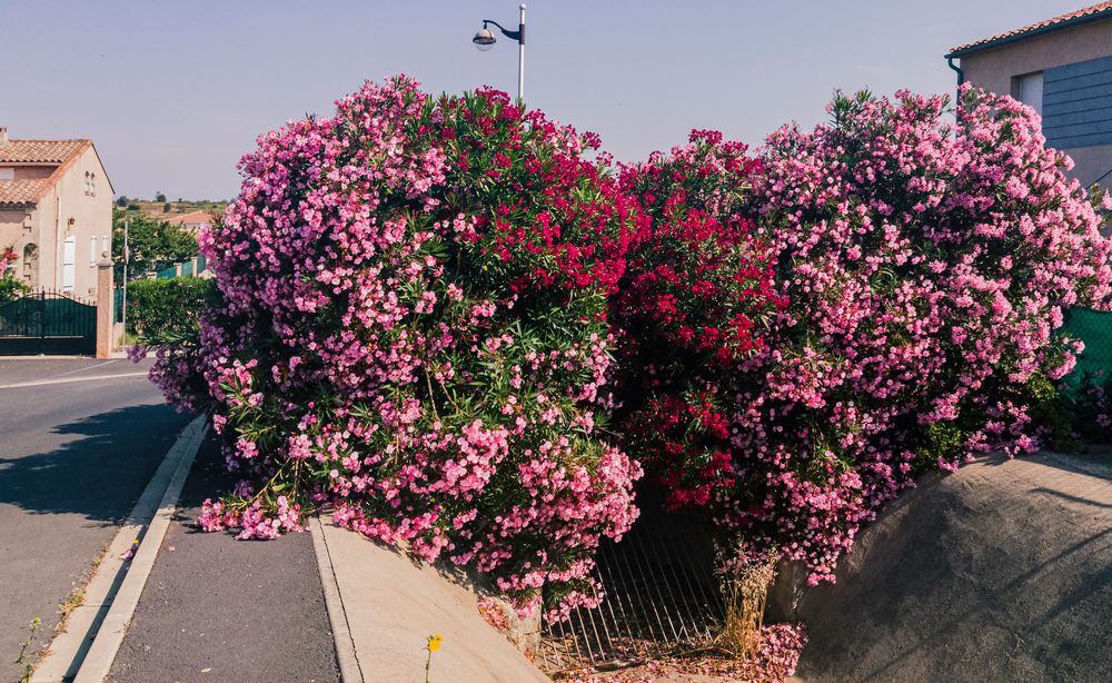 Oleander gibt's nicht nur an jeder Ecke, sondern überall