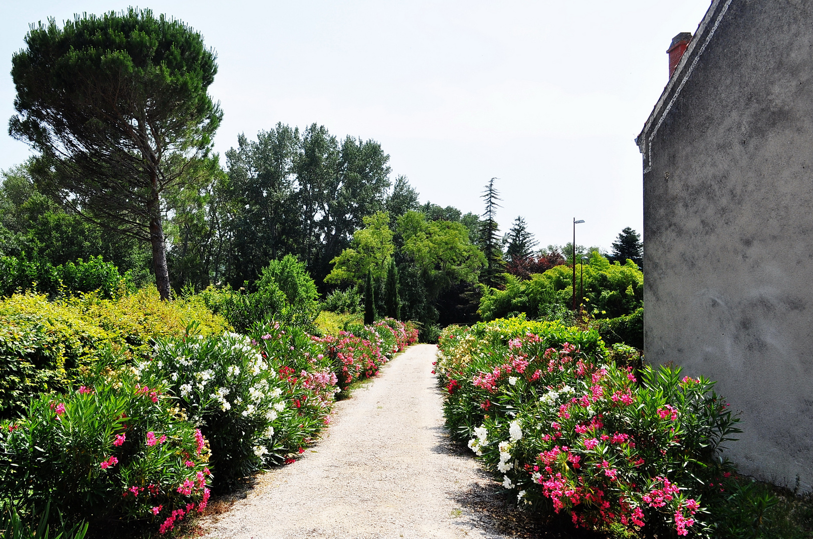 Oleander-Hain be La Bégude (Provence)