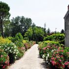 Oleander-Hain be La Bégude (Provence)