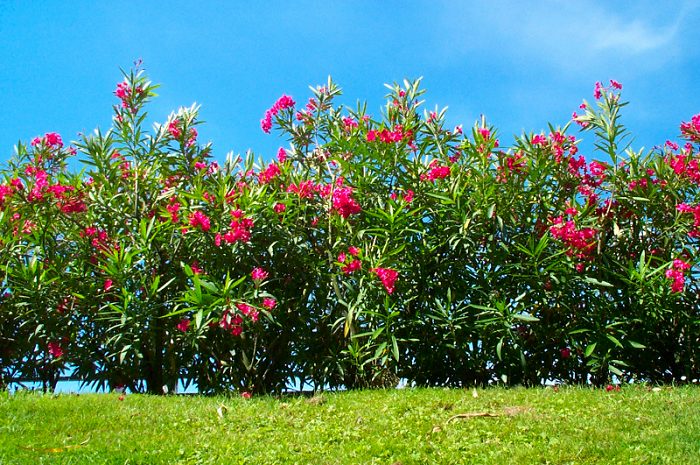 Oleander-Hecke