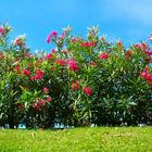 Oleander-Hecke