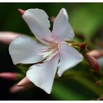 Oleander II