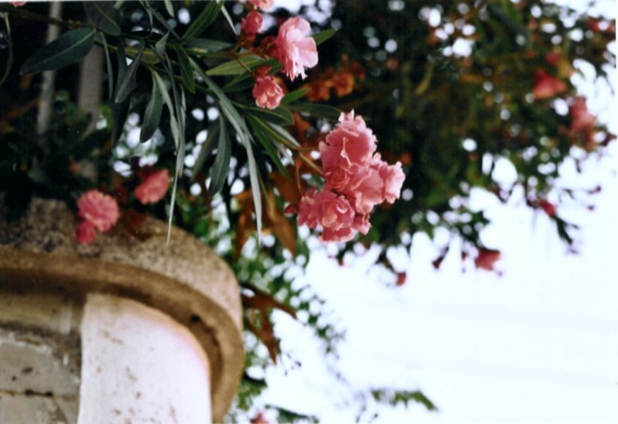 oleander in italien