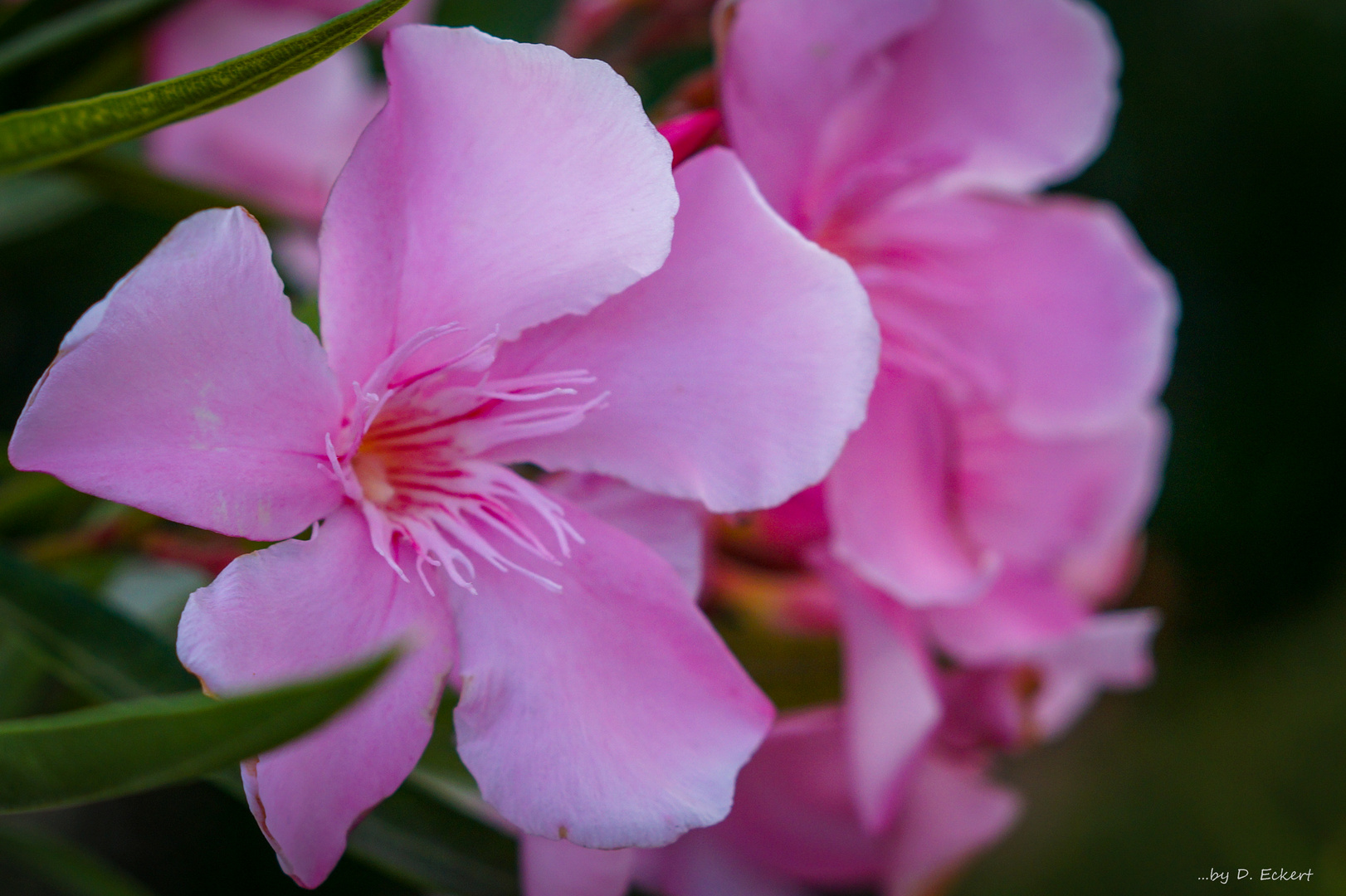 Oleander in Kroatien