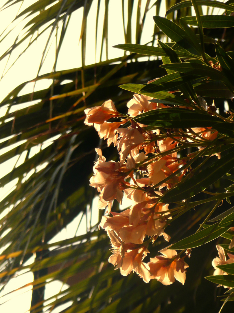 Oleander in Lloret de Mar