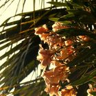 Oleander in Lloret de Mar