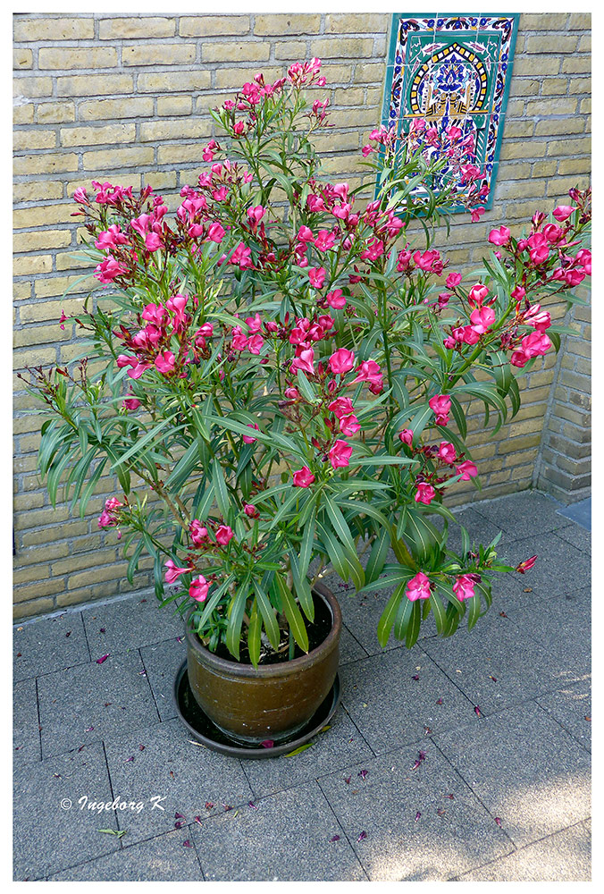 Oleander - in voller Blüte