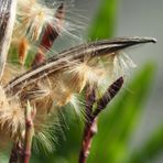 Oleander lässt mal einen fliegen