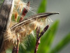 Oleander lässt mal einen fliegen