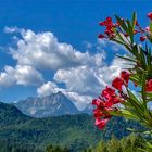 Oleander meets Alpen