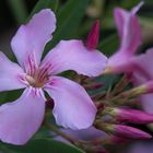 Oleander (Nerium oleander)