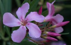 Oleander (Nerium oleander)