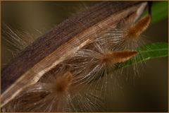 Oleander (Nerium oleander), Samen