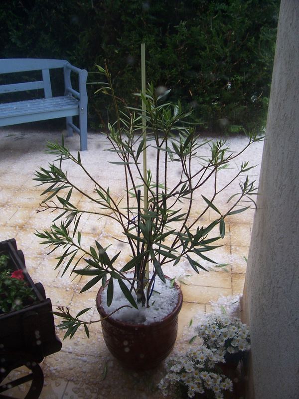 Oleander on ice...