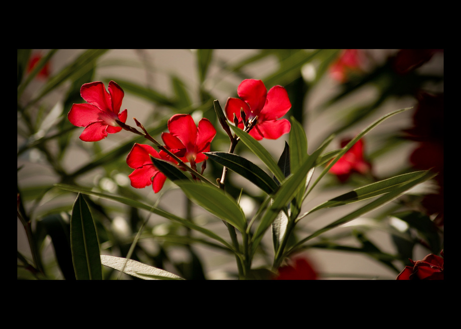 Oleander-Plümchen.. ach nee.. Plüten ;-)