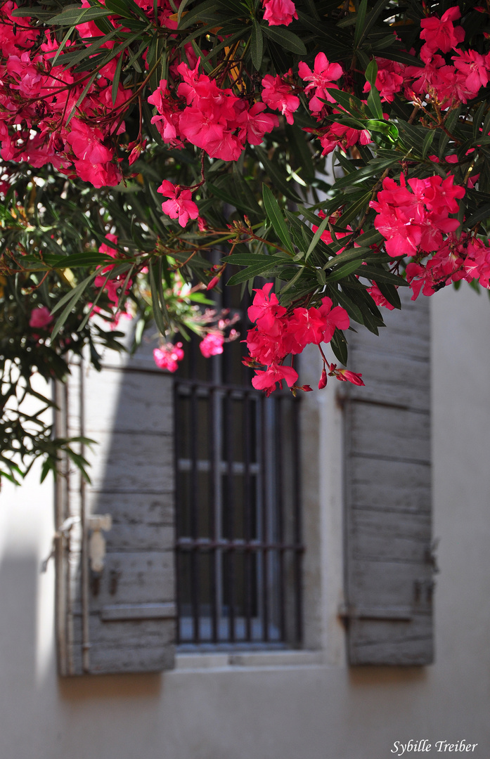 Oleander Träume