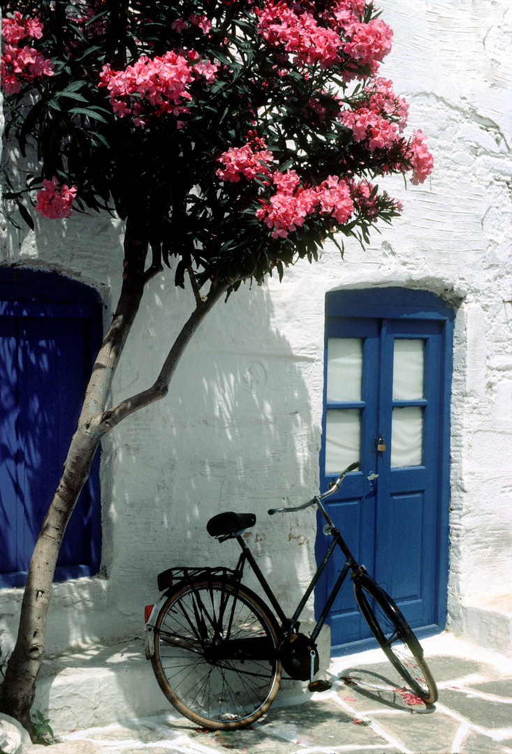 Oleander und Fahrrad