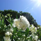 Oleander vor Pinien