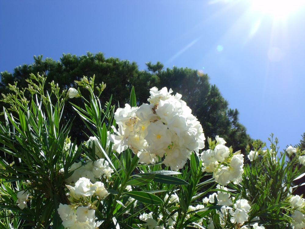 Oleander vor Pinien Foto &amp; Bild | pflanzen, pilze &amp; flechten, natur ...