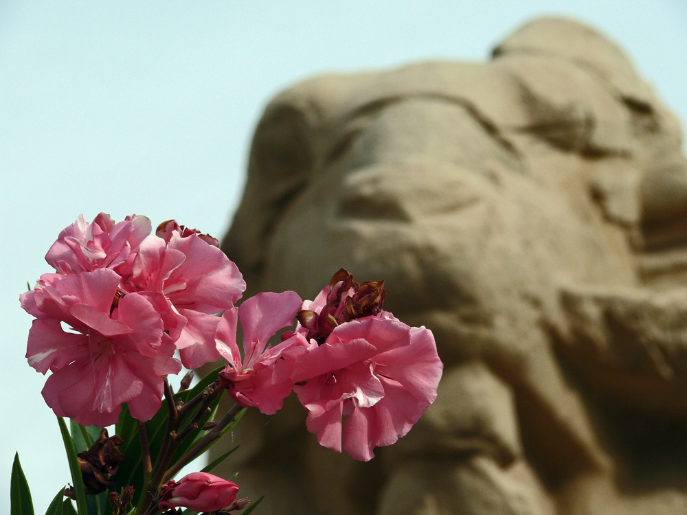 Oleander vor Sphinge...