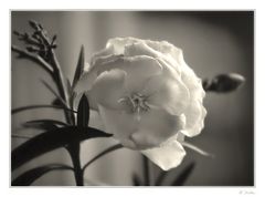 Oleander vorm Fenster