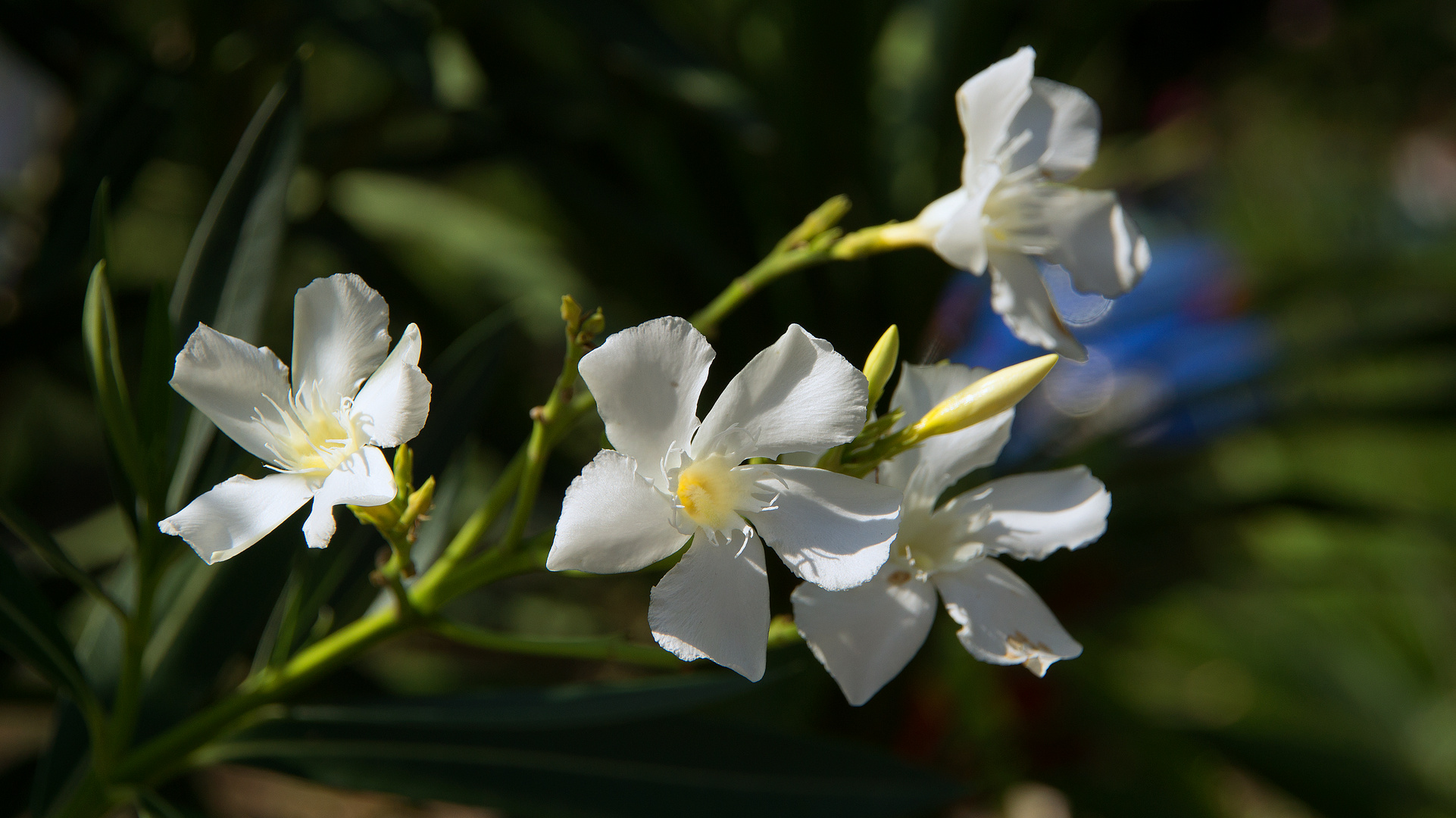 Oleander weiß