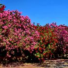 Oleander XXL