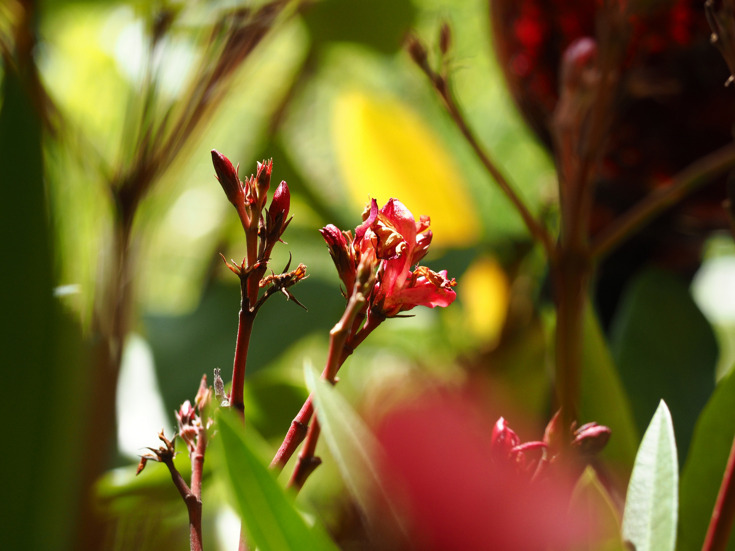 oleander-young and old