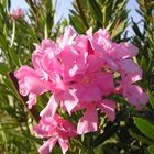 Oleander (Zakkum) aus mein Garten