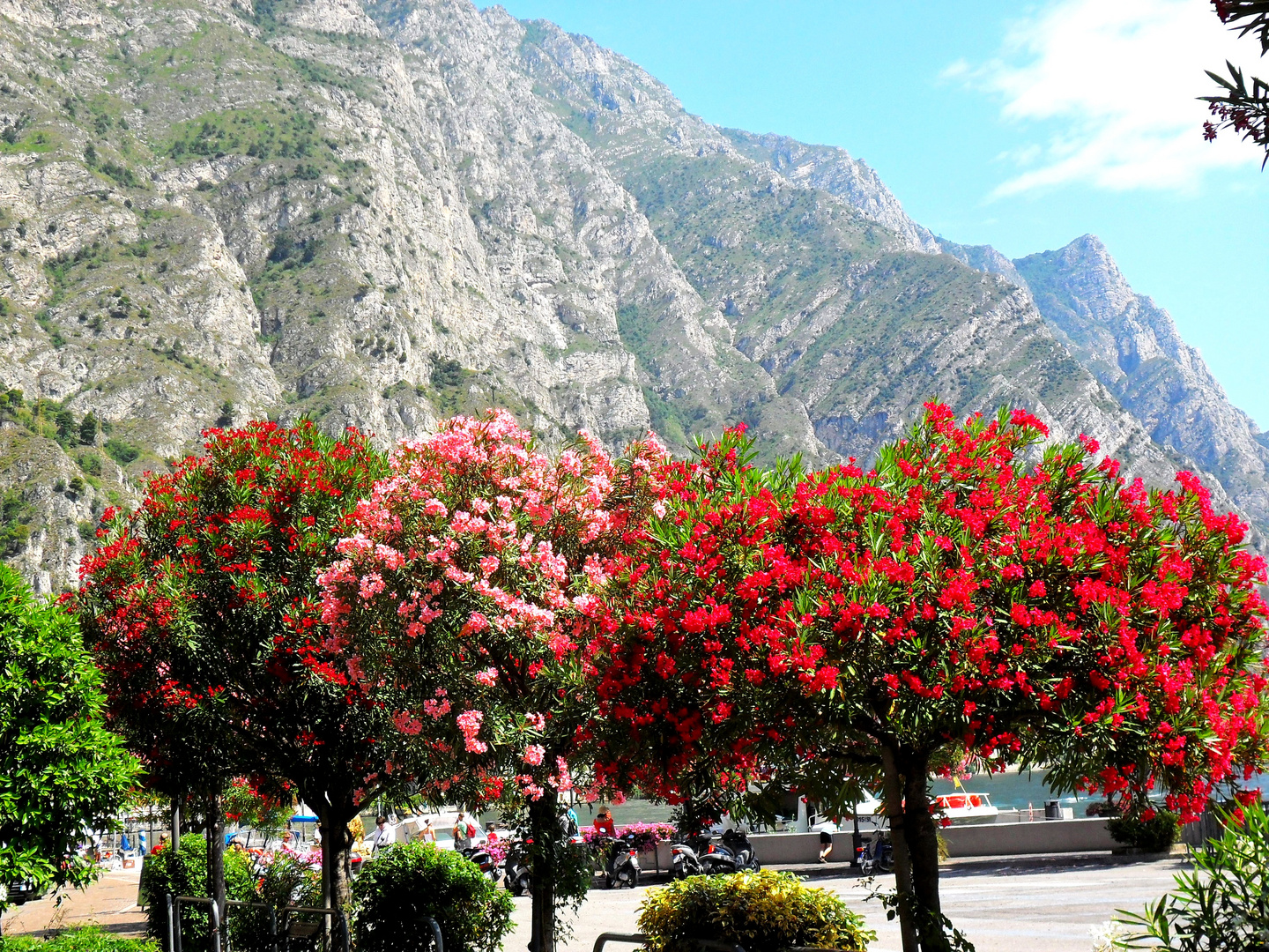 Oleanderbäume in Limone