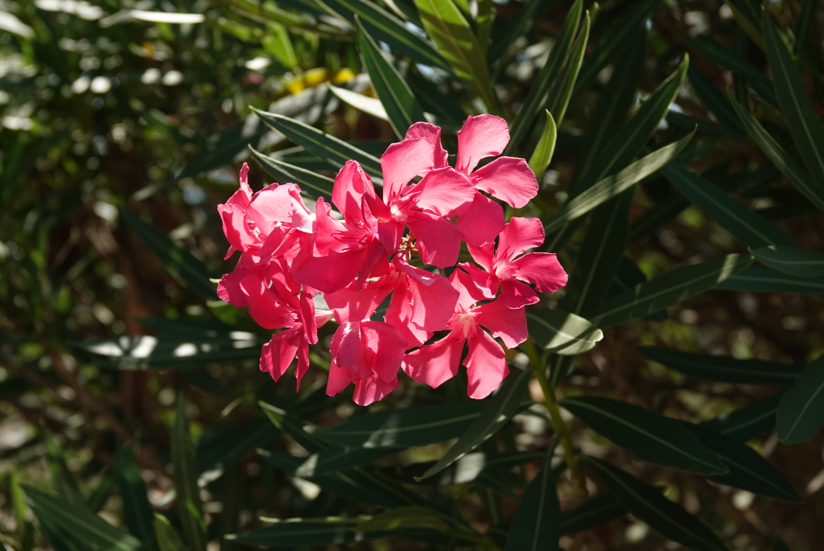 Oleanderblüte