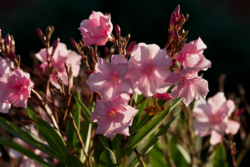 Oleanderblüte