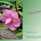 Oleanderblüte...