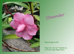 Oleanderblüte...