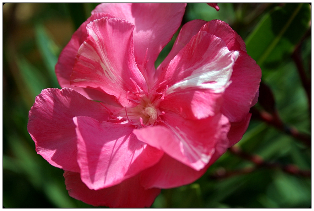 Oleanderblüte, einmal ganz nah