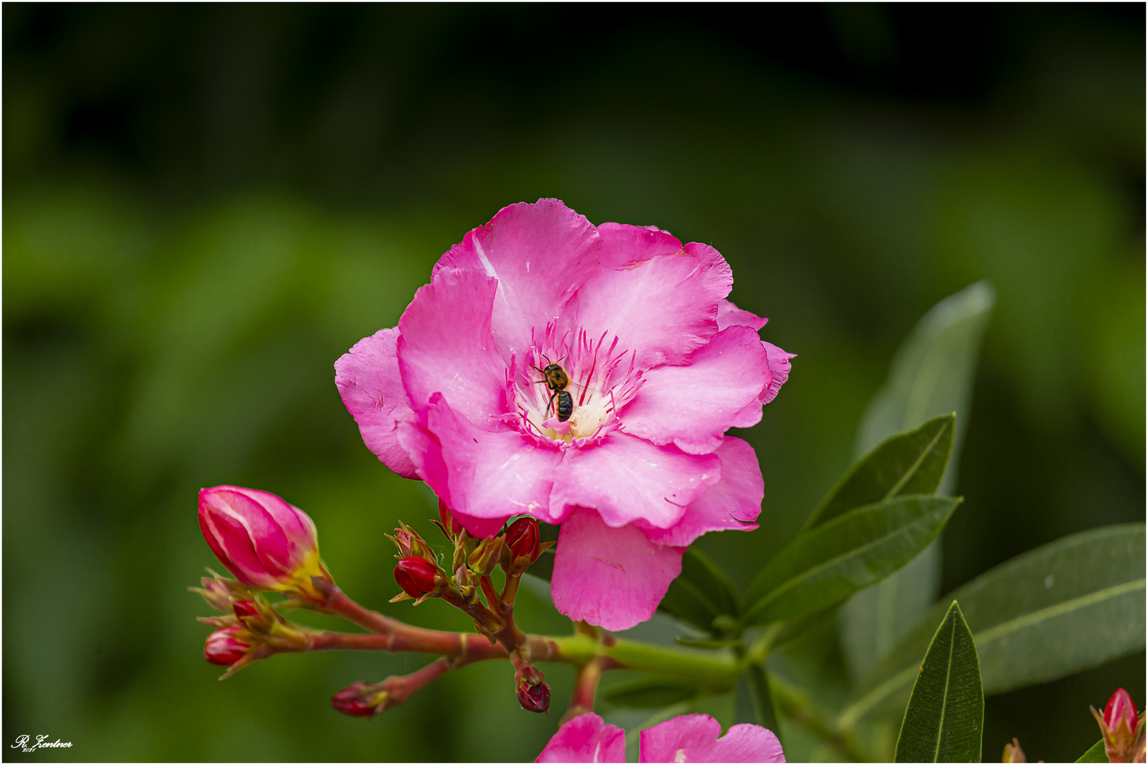 Oleanderblüte hat Besucher