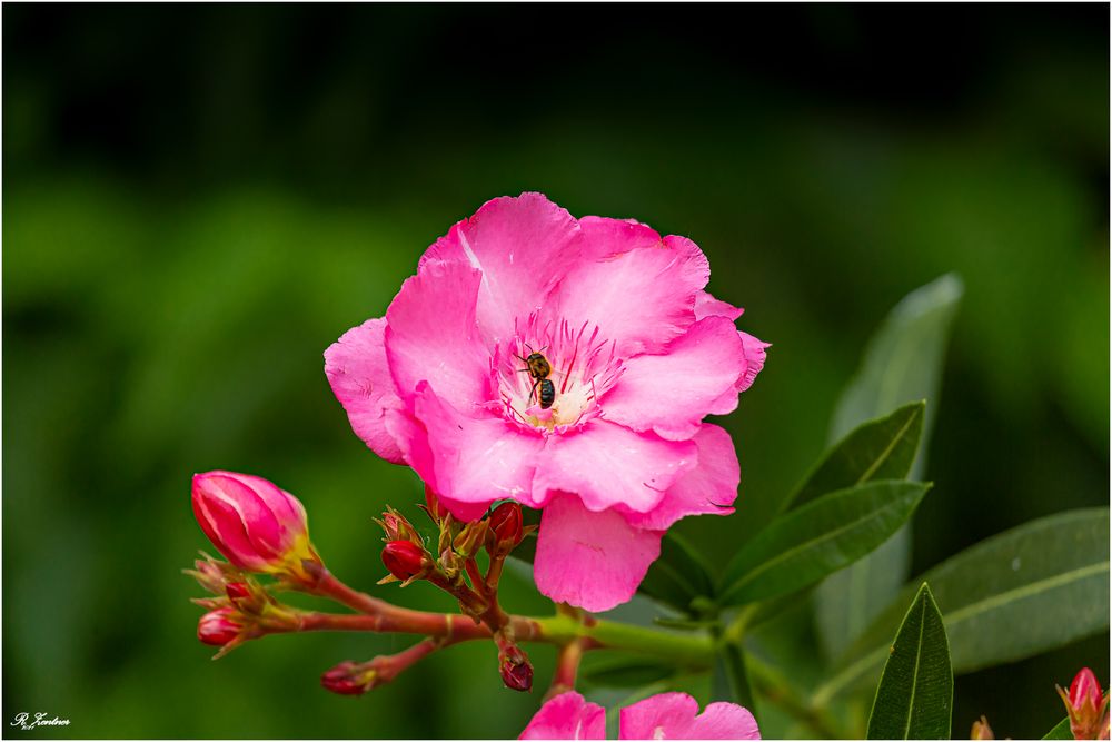 Oleanderblüte hat Besucher