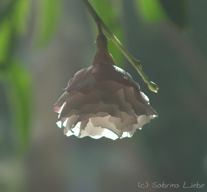 Oleanderblüte im Gegenlicht